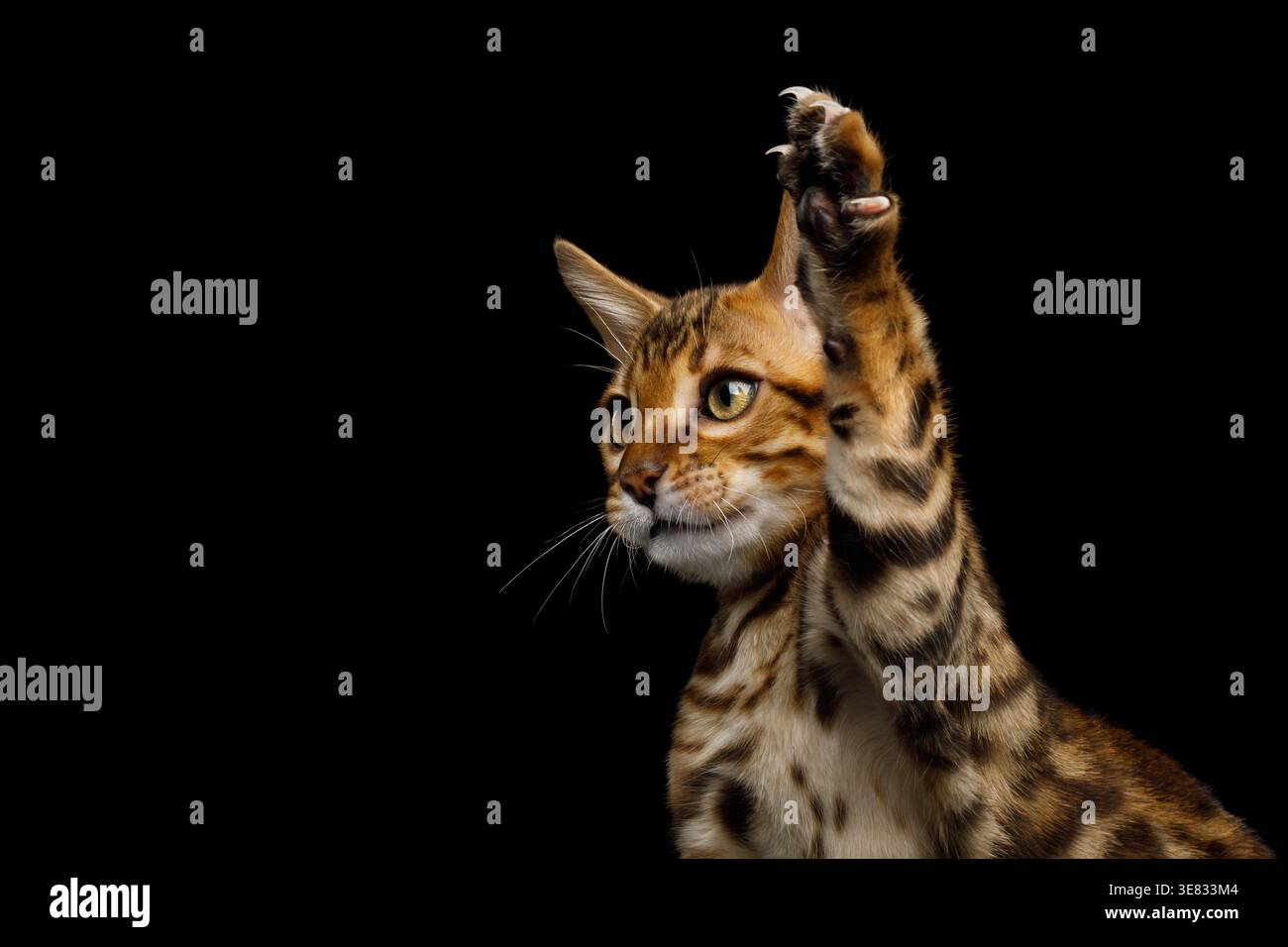 Il giovane gatto del bengala caccia e solleva la zampa anteriore per catturare qualcosa in aria Foto Stock