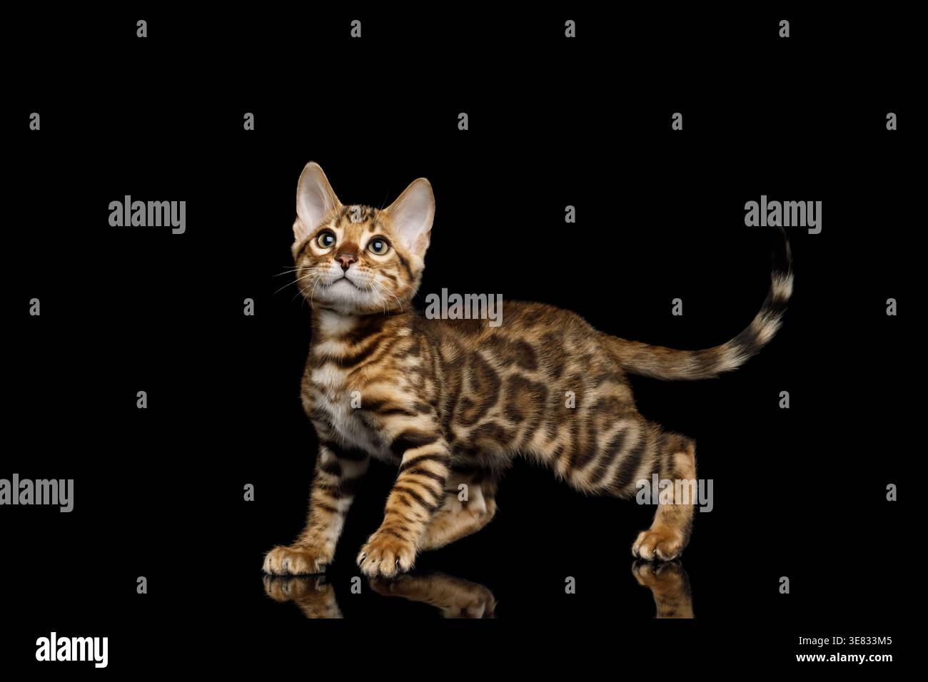 Giovane gatto maculato in piedi e che gira la testa per guardare dietro su sfondo nero isolato Foto Stock