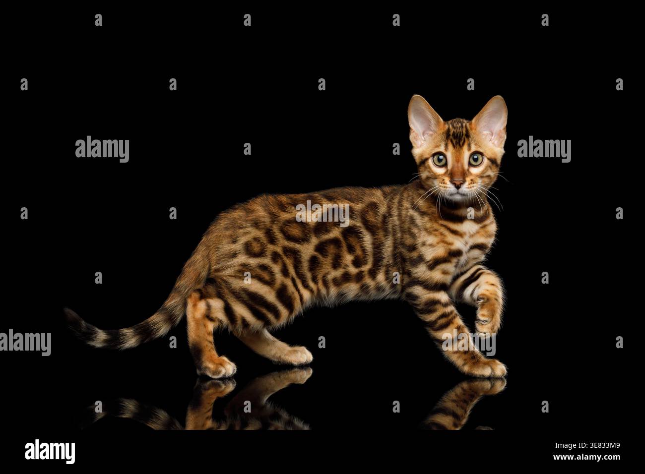 Un simpatico gatto del bengala che fa un passo in avanti guardando la telecamera su sfondo nero isolato Foto Stock