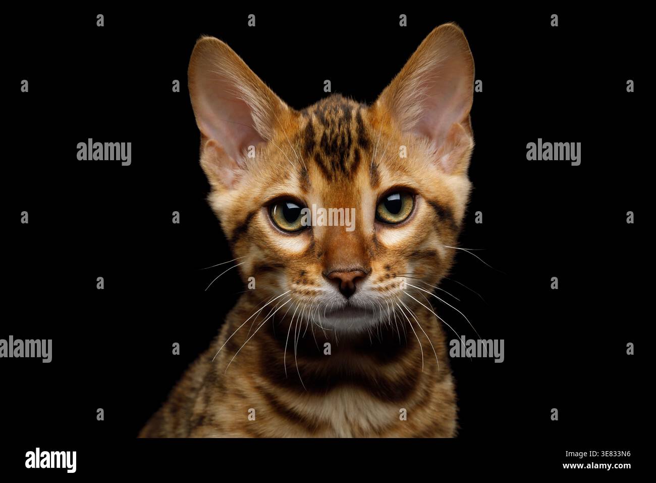 Ritratto ravvicinato di un piccolo gatto del bengala che guarda direttamente e intensamente alla telecamera, vista slava su sfondo nero isolato Foto Stock