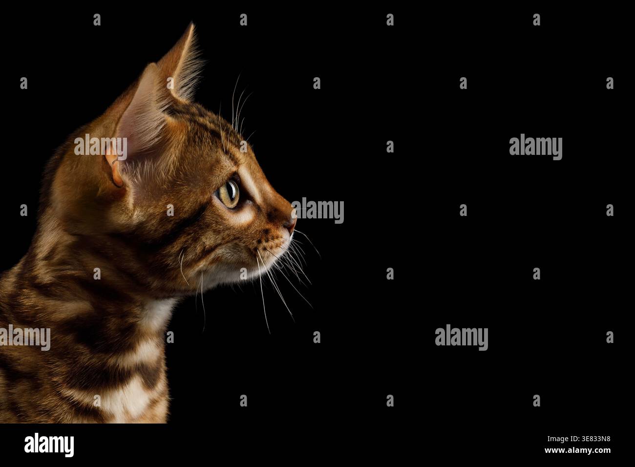 Primo piano della testa del gatto del bengala che guarda lateralmente mostrando macchie di leopardo sul collo su sfondo nero isolato Foto Stock
