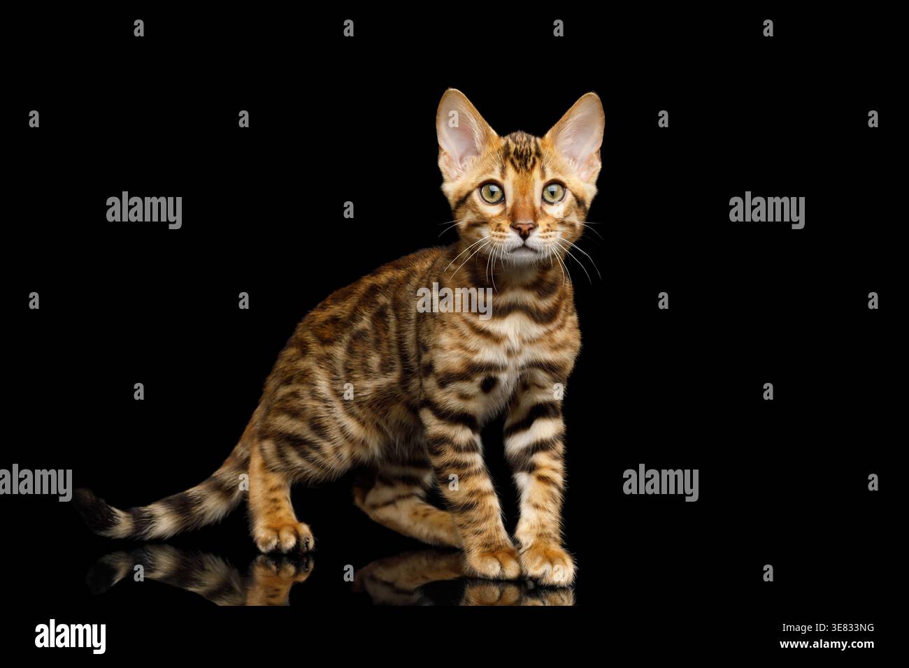 Giovane gatto maculato seduto e guardato leggermente in alto e pronto a muoversi su sfondo nero isolato Foto Stock