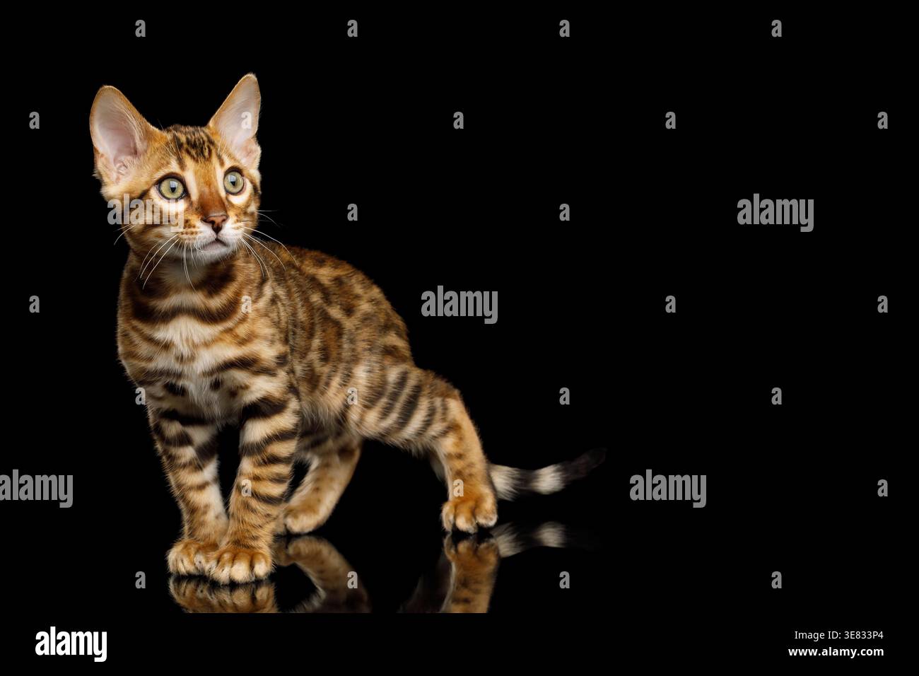 Gattino del Bengala in piedi su una superficie scura e guardando lontano su sfondo nero isolato Foto Stock