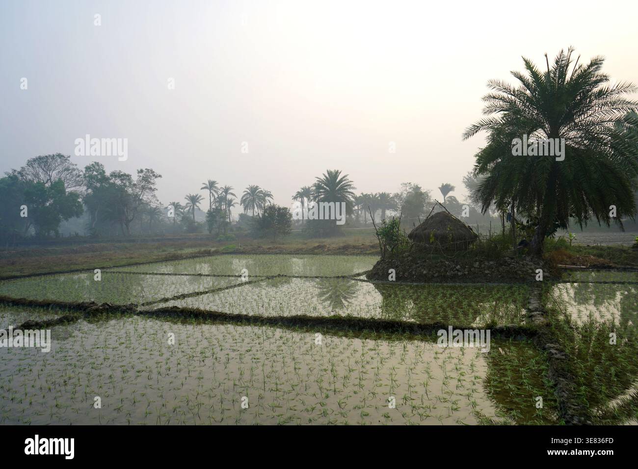 Paesaggio rurale panoramico caratterizzato da una tradizionale capanna di paglia tra risaie allagate alla luce del mattino presto Foto Stock