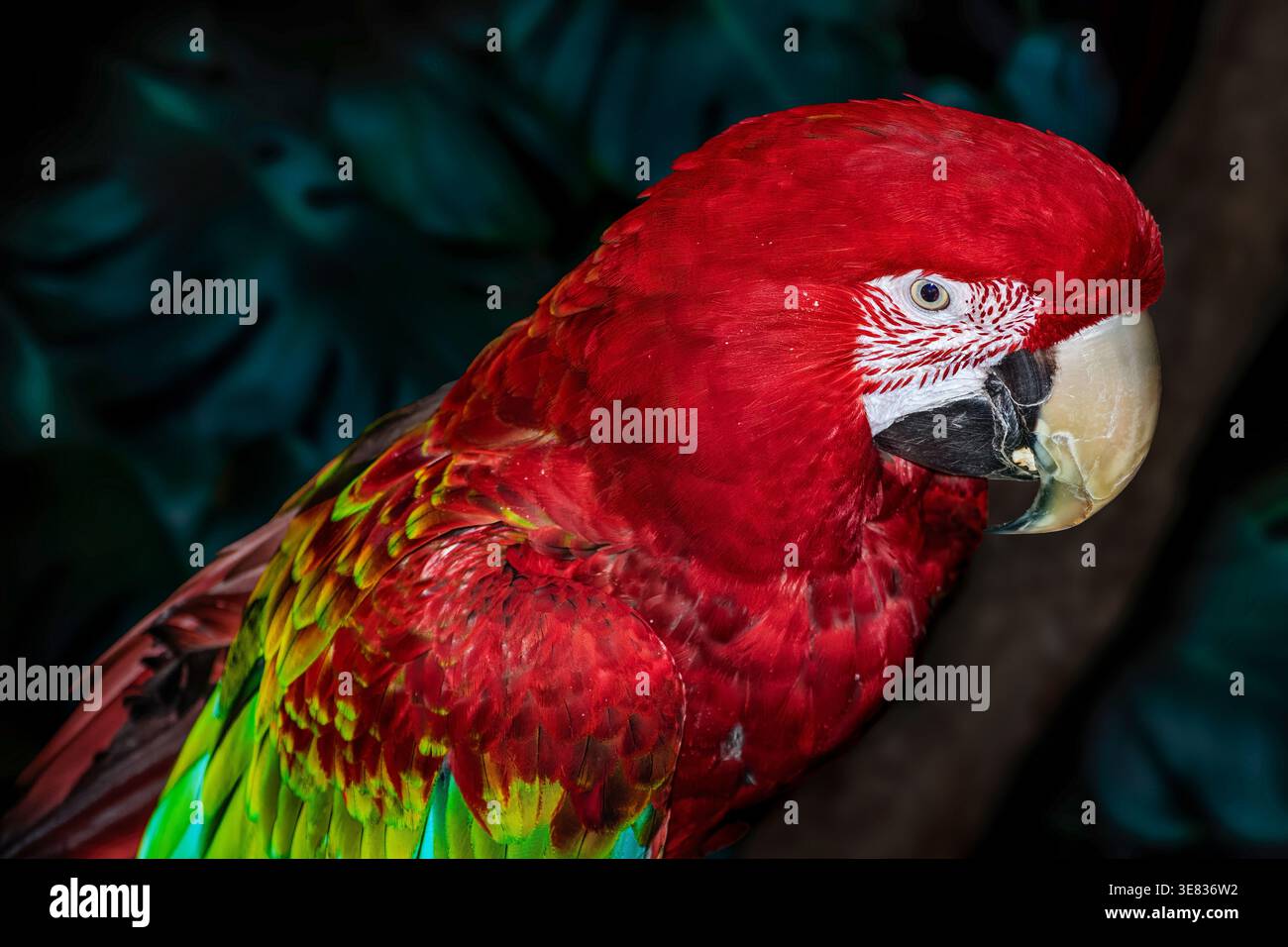 Ritratto ravvicinato con alata verde (Ara chloropterus). Foto Stock