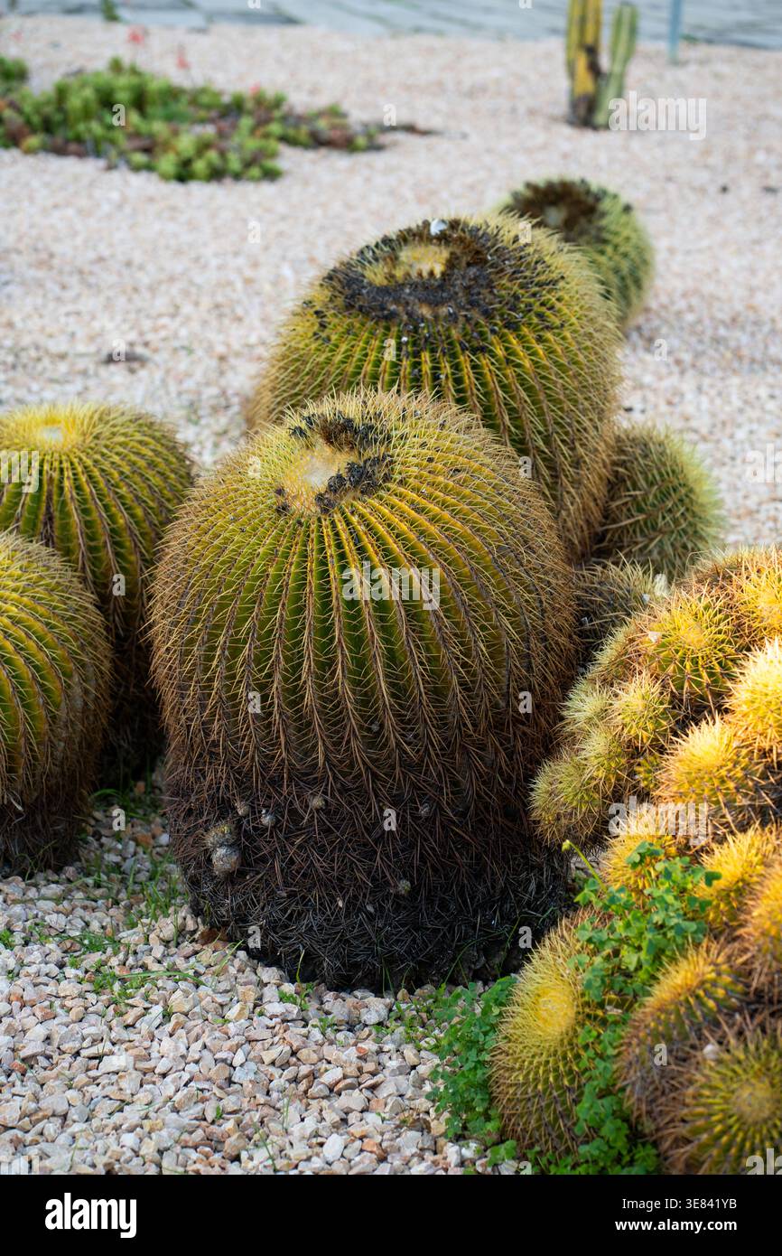 Cactus Golden Barrel che prosperano in un paesaggio arido Foto Stock