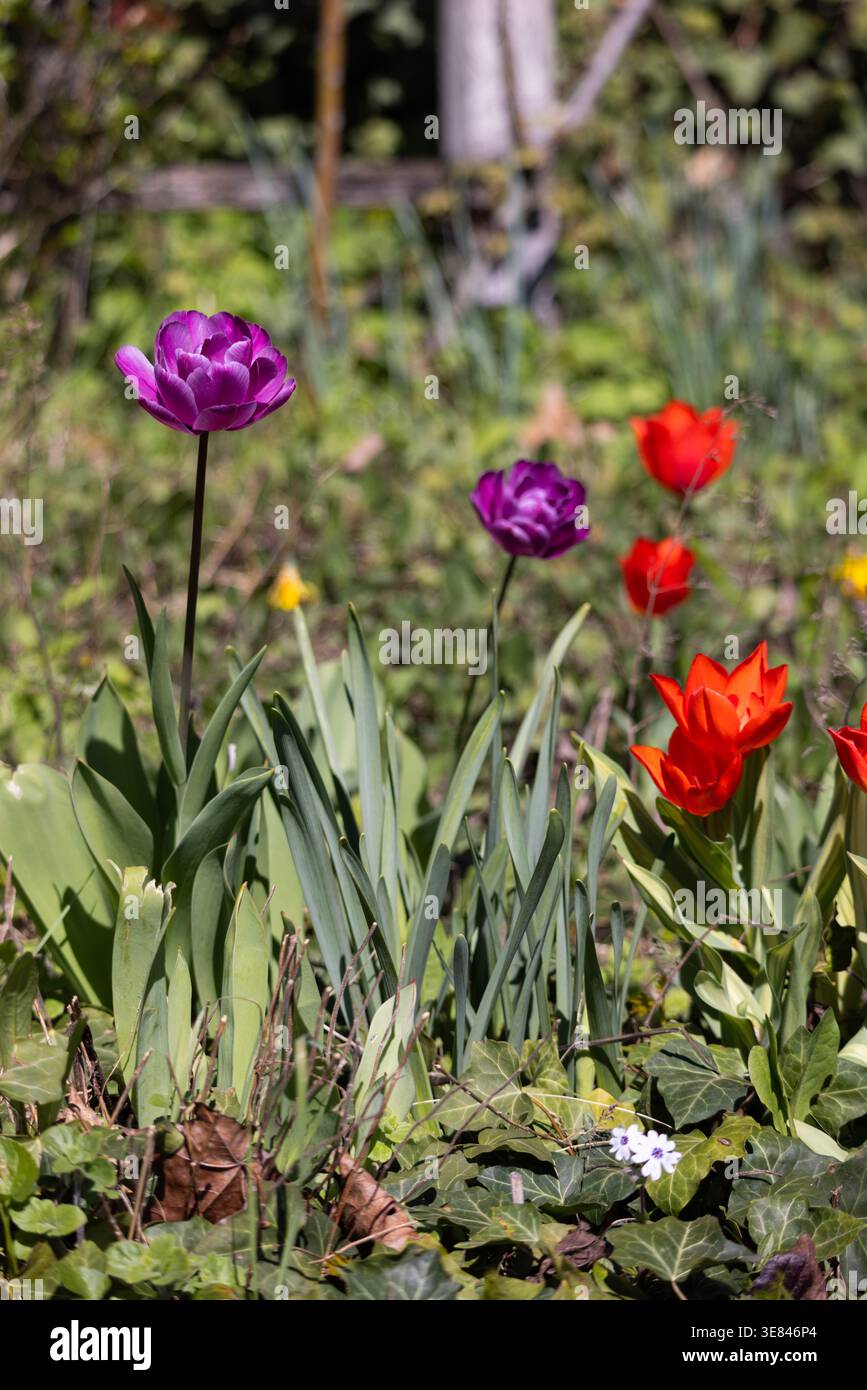 I tulipani viola e rossi fioriscono in un giardino illuminato dal sole. Foglie verdi circondano i fiori, morbide e vivaci. La luce naturale esalta i colori, creando un pisello Foto Stock