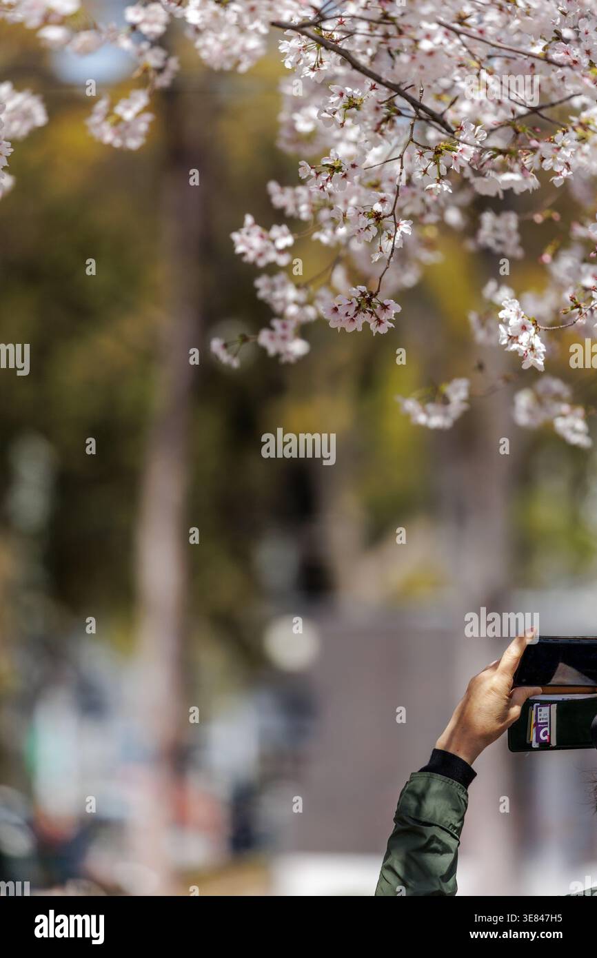 La mano con lo smartphone raggiunge l'alto per catturare i delicati fiori di ciliegio rosa con la luce di primavera sullo sfondo del parco leggermente sfocato, godendosi la primavera. Foto Stock