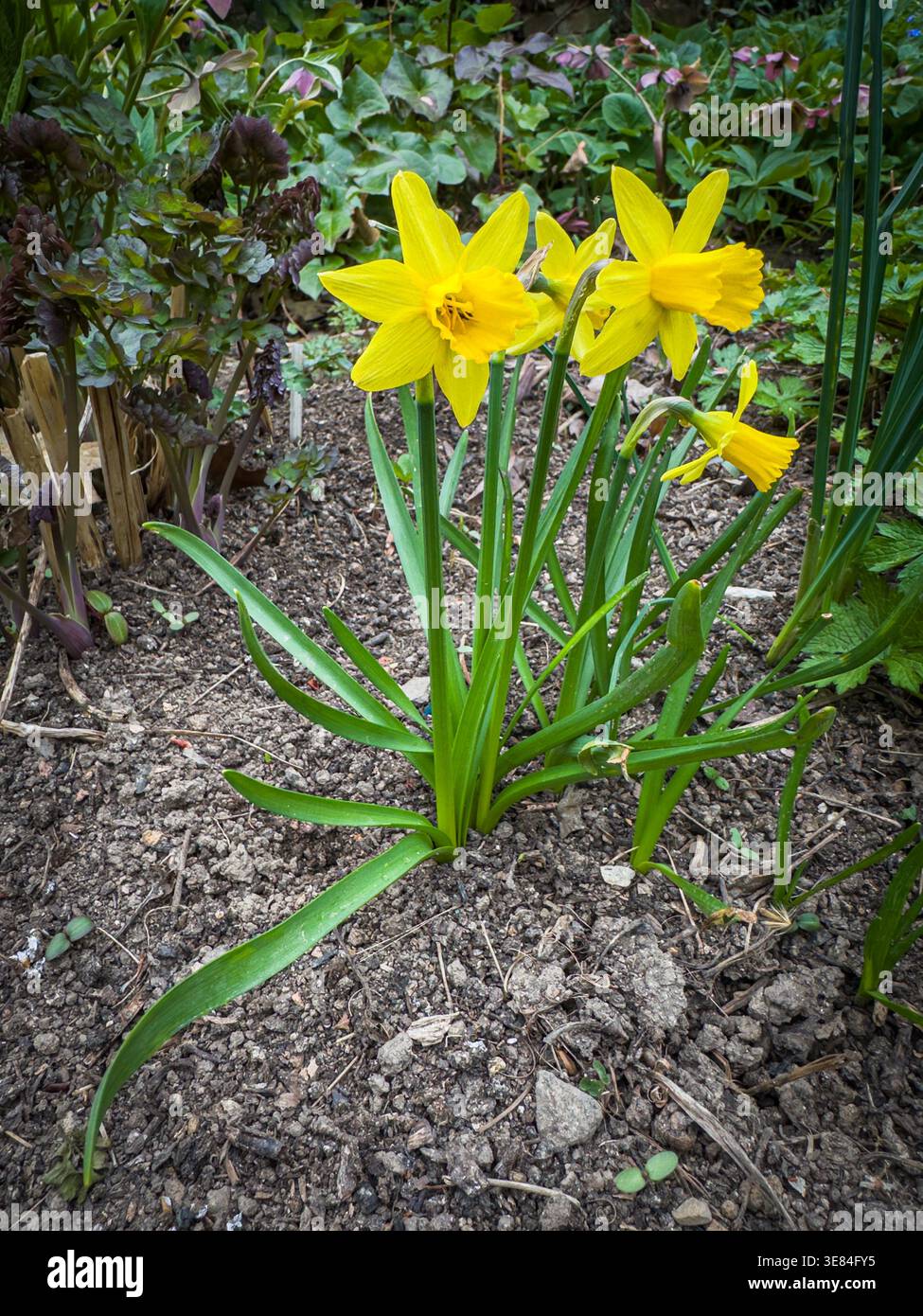 Daffodil, Narciso, fioritura a Pruhonice, Repubblica Ceca il 12 aprile 2026. (CTK Photo/Libor Sojka) Foto Stock
