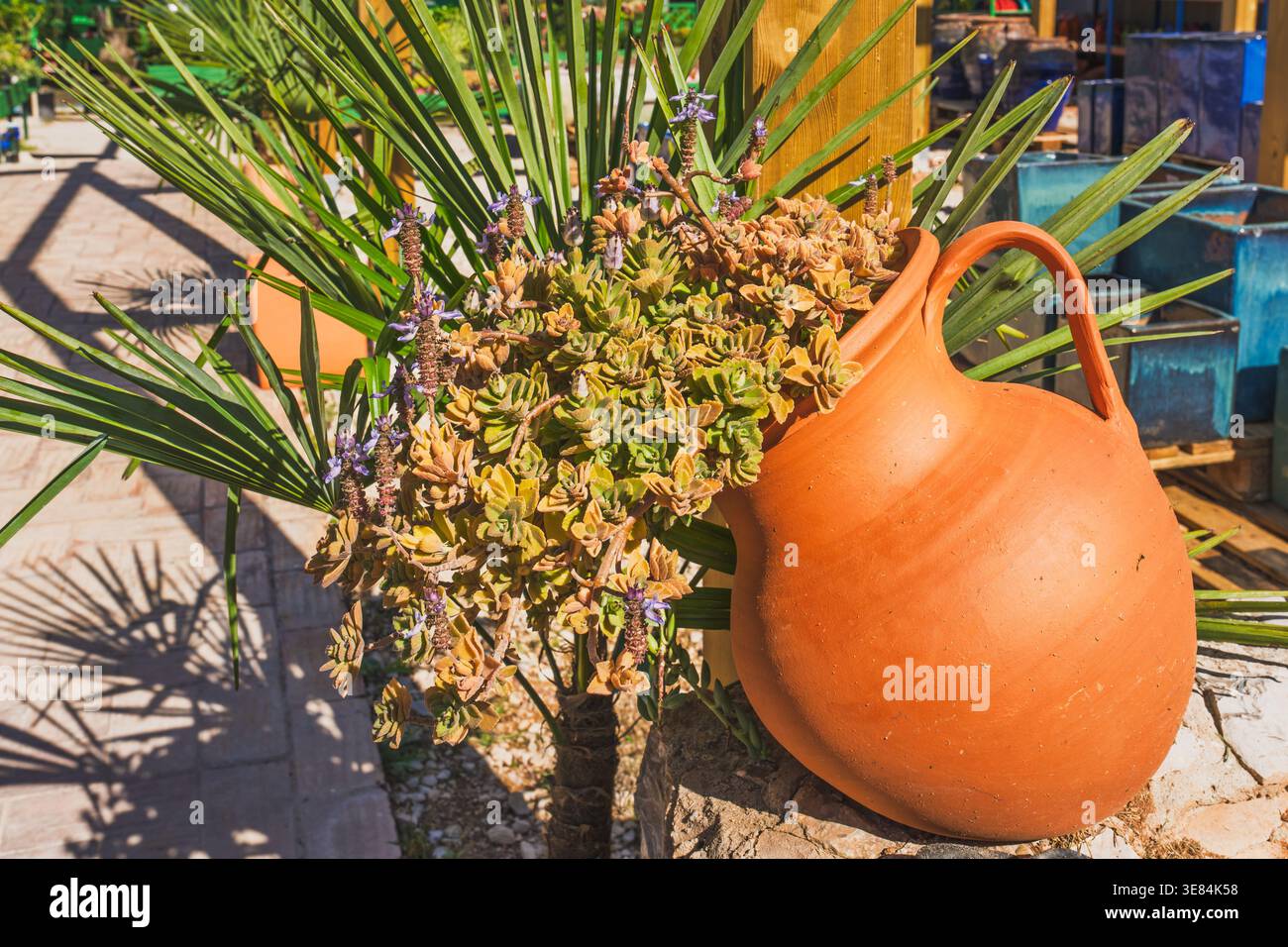 La piantatrice di caraffe di argilla piena di vegetazione succulenta si trova accanto a foglie spighe in un ambiente vivace. Foto Stock