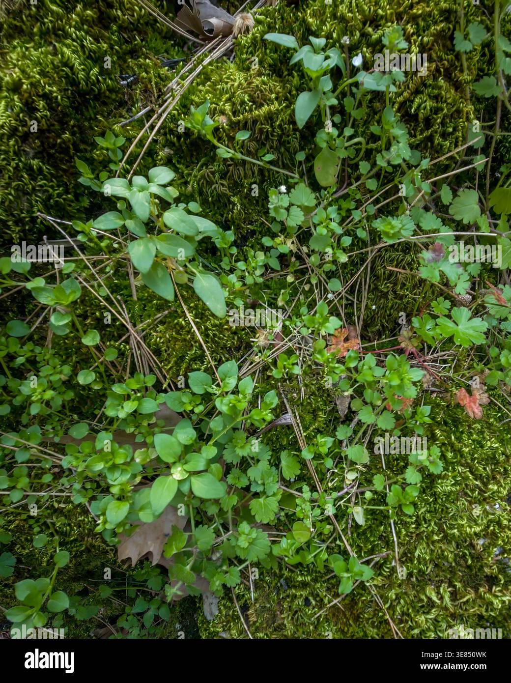 Texture macro ad alta risoluzione di muschio verde naturale e micro piante selvatiche sul pavimento della foresta. Fondo botanico organico per progetti ecosostenibili. Foto Stock