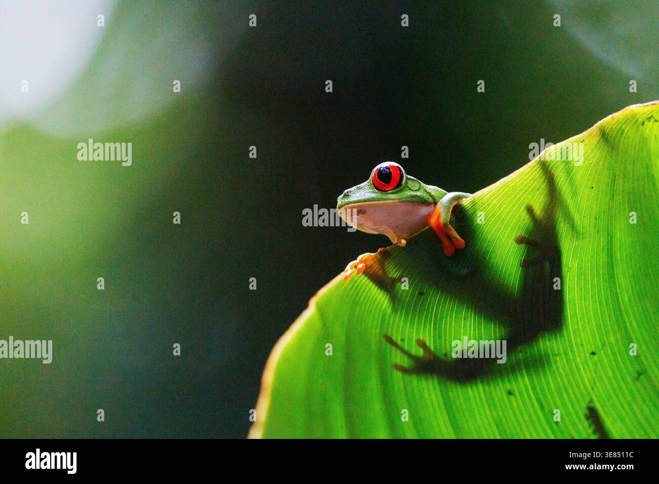Rana arborea dagli occhi rossi arroccata su una foglia verde brillante nella foresta pluviale tropicale, macro ravvicinato della fauna selvatica con morbido sfondo bokeh e spazio copia. Foto Stock