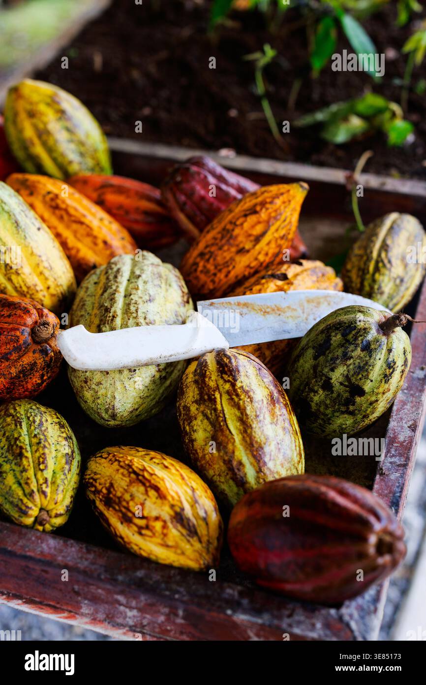 Cialde di cacao fresche e colorate in una cassa rustica con machete bianco, ambiente agricolo all'aperto, luce naturale, raccolto e concetto agricolo. Foto Stock