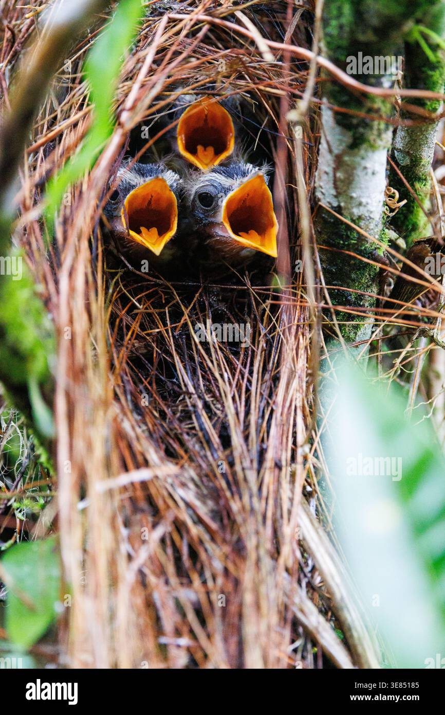 Tre cuccioli in un nido intrecciato con becchi aperti che chiedono cibo, primo piano nella foresta naturale, bassa profondità di campo, conc. Genitorialità della fauna selvatica Foto Stock