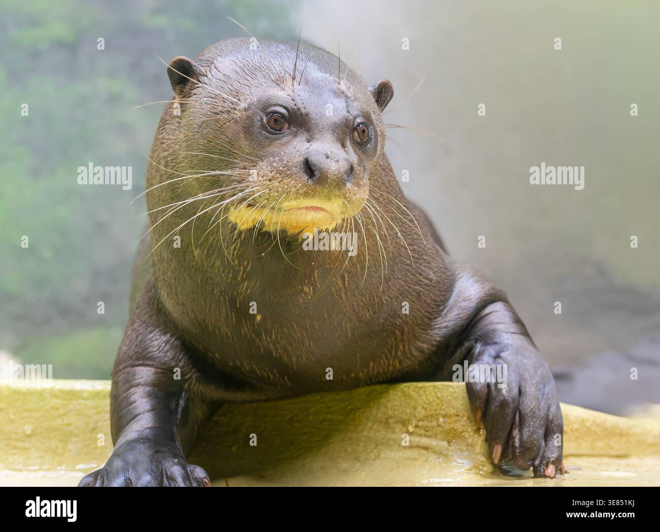 Vista frontale ravvicinata Di Una lontra gigante (Pteronura brasiliensis) Foto Stock