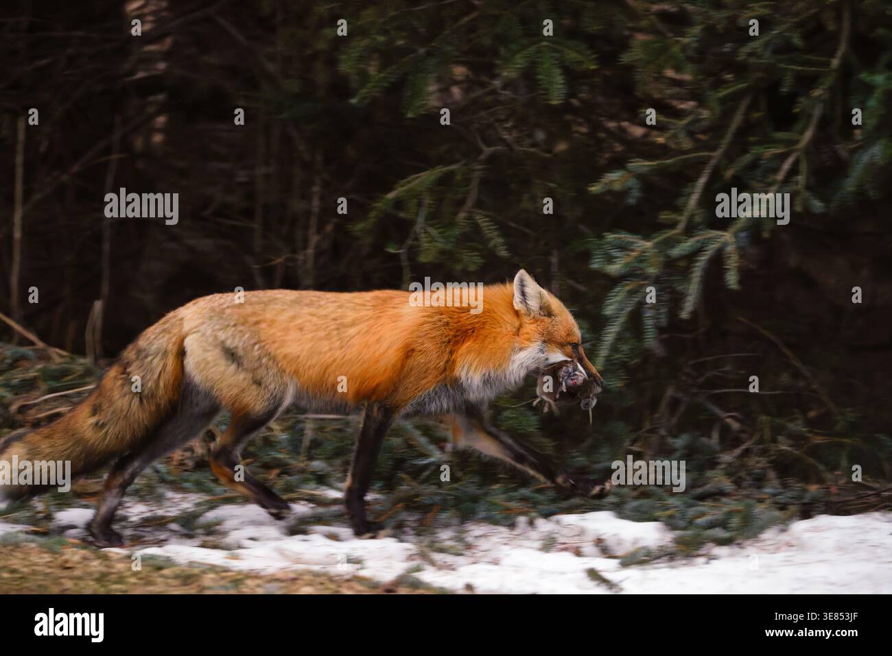 Volpe rossa che torna alla tana con un boccone di volpe in una mattina di primavera nel Wisconsin settentrionale. Foto Stock