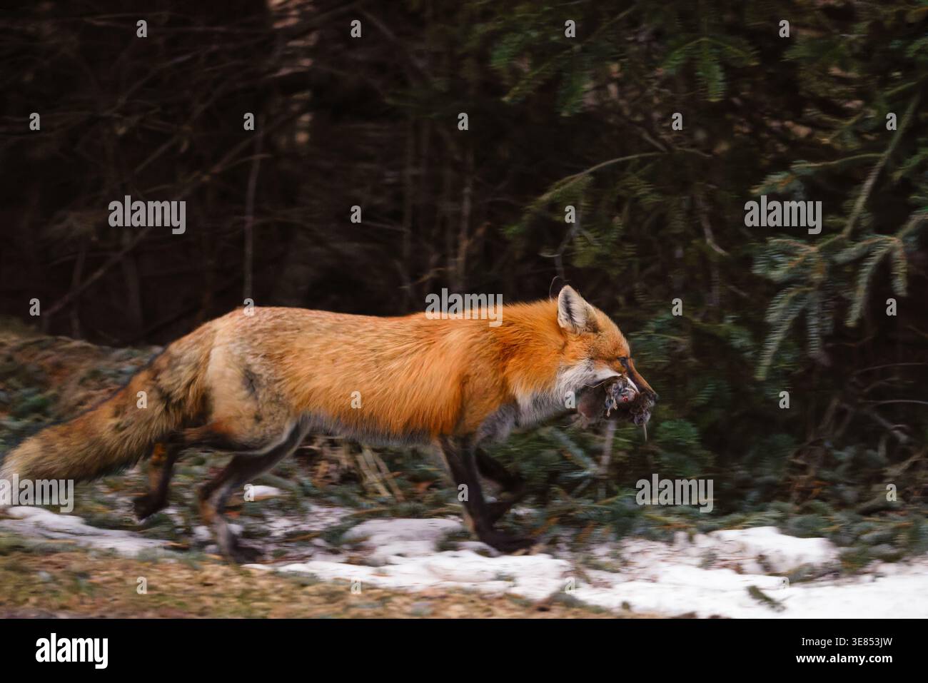 Volpe rossa che torna alla tana con un boccone di volpe in una mattina di primavera nel Wisconsin settentrionale. Foto Stock