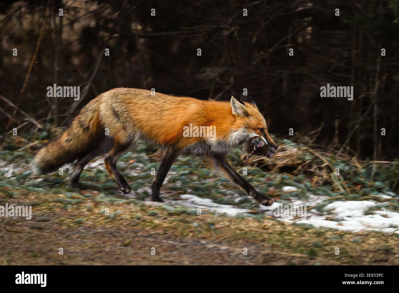 Volpe rossa che torna alla tana con un boccone di volpe in una mattina di primavera nel Wisconsin settentrionale. Foto Stock