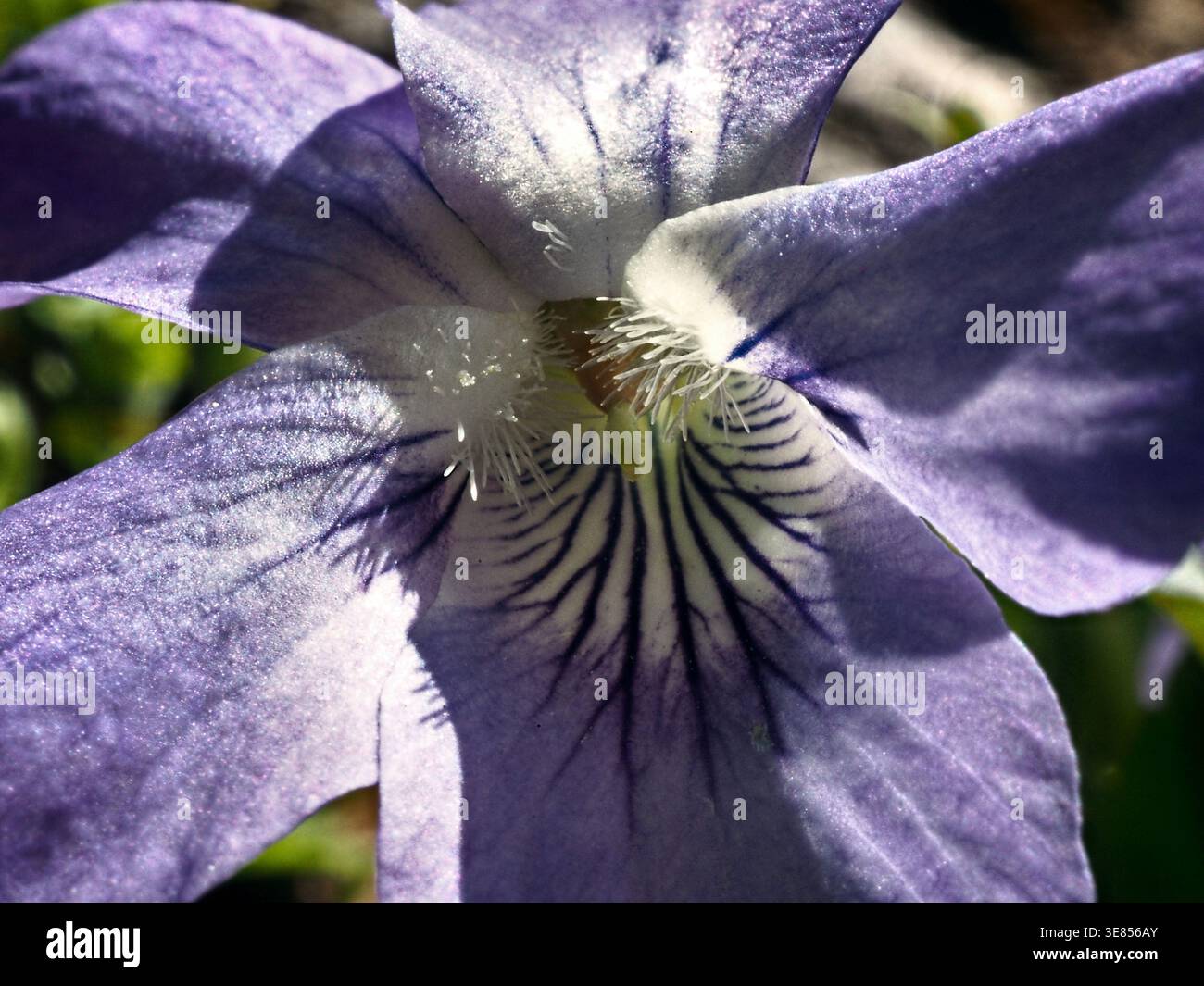 DAS Hain-Veilchen (Viola riviniana) ist eine Pflanzenart aus der Gattung Veilchen (Viola) innerhalb der Familie der Veilchengewächse (Violaceae) Foto Stock