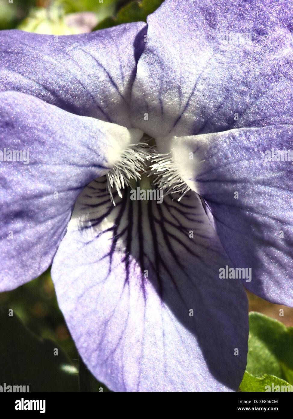 DAS Hain-Veilchen (Viola riviniana) ist eine Pflanzenart aus der Gattung Veilchen (Viola) innerhalb der Familie der Veilchengewächse (Violaceae) Foto Stock