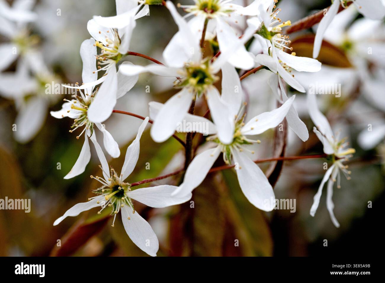 Amelanchier canadensis Rosaceae Juneberry Shadbush Snowy Mespilus Foto Stock