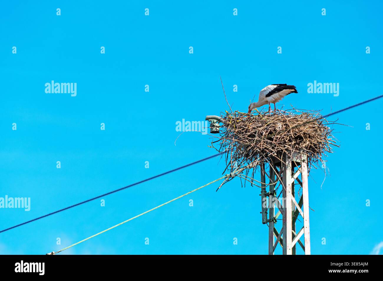 Cicogna bianca in piedi sul suo nido su un albero di metallo con cavi contro un cielo blu limpido, che mostra la fauna selvatica in un ambiente creato dall'uomo. Foto Stock