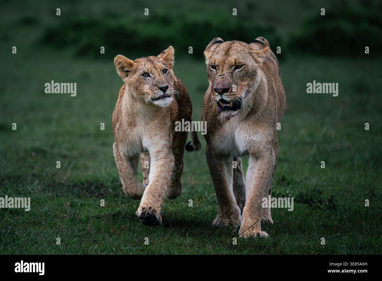 Un cucciolo di leone e una madre in viaggio verso un omicidio Foto Stock