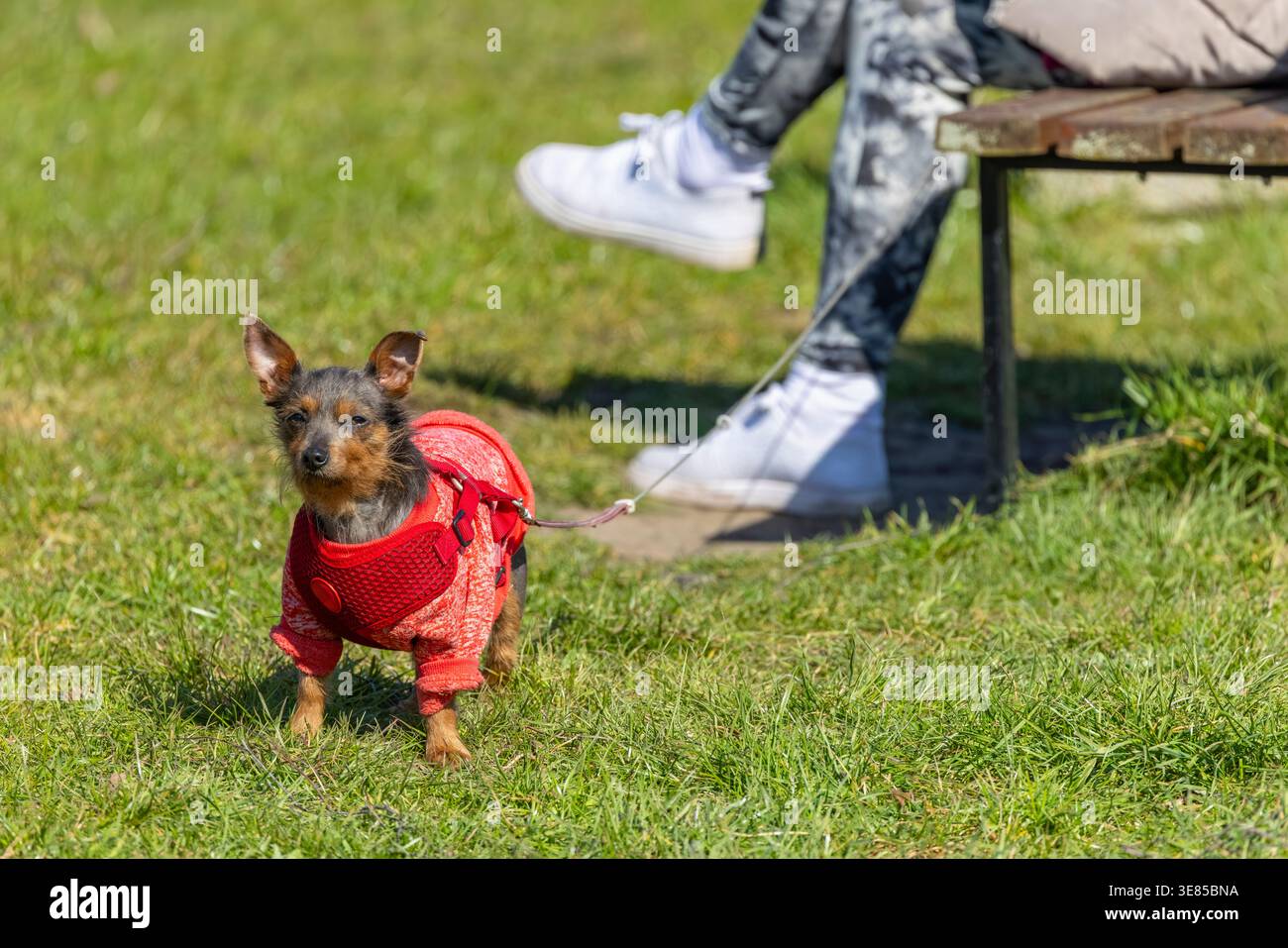 Piccolo cane che indossa un'imbracatura rossa e un maglione, in piedi sull'erba con il proprietario Foto Stock