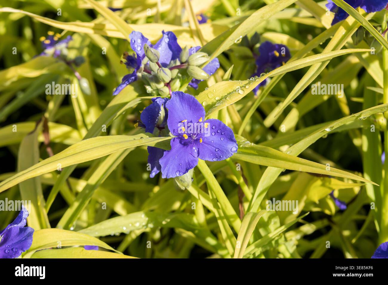 Dreimasterblume (Tradescantia "Sweet Kate") Foto Stock