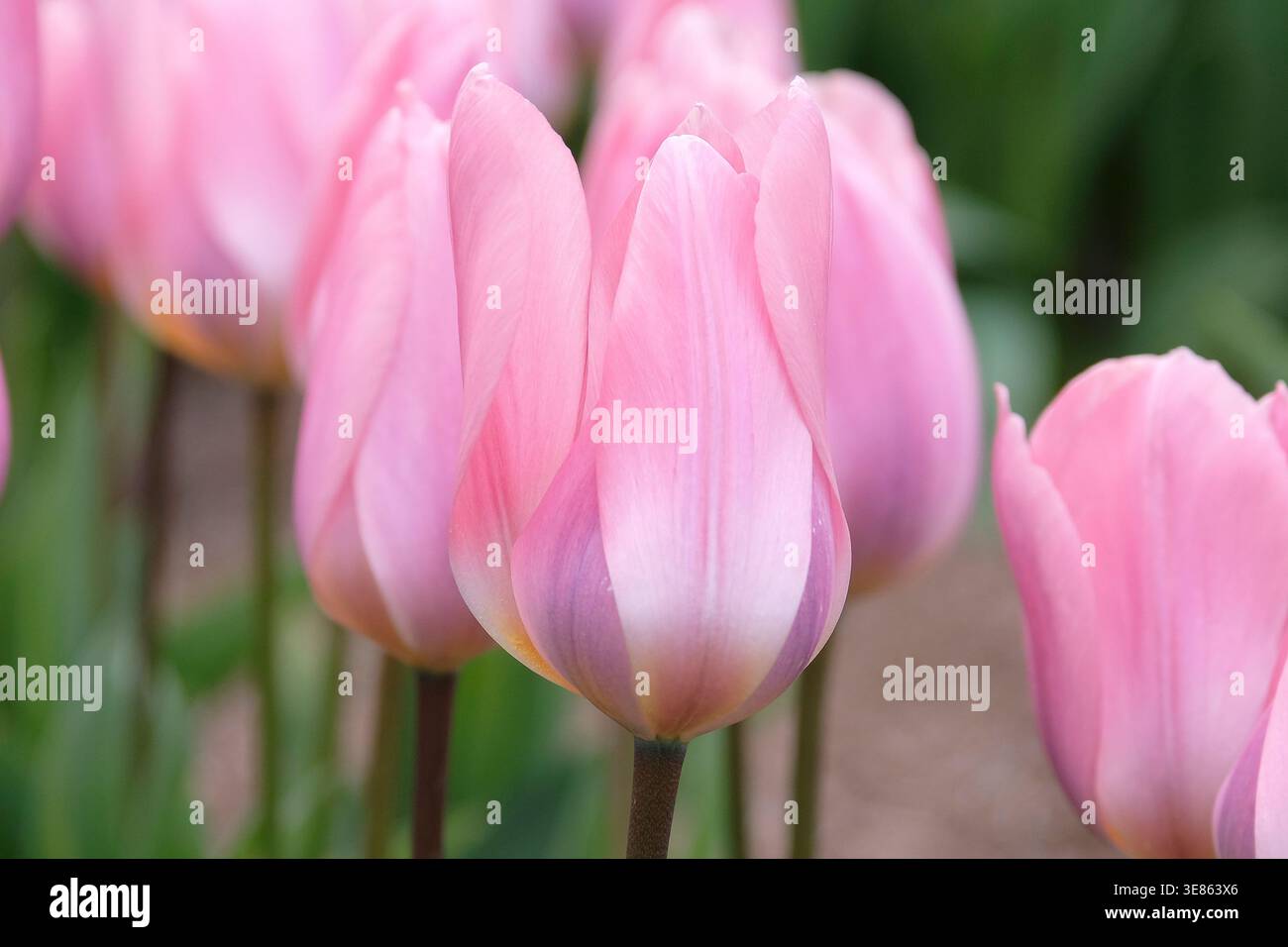 tulipa viola lilla, tulipani «leggeri e sognanti» in fiore. Foto Stock