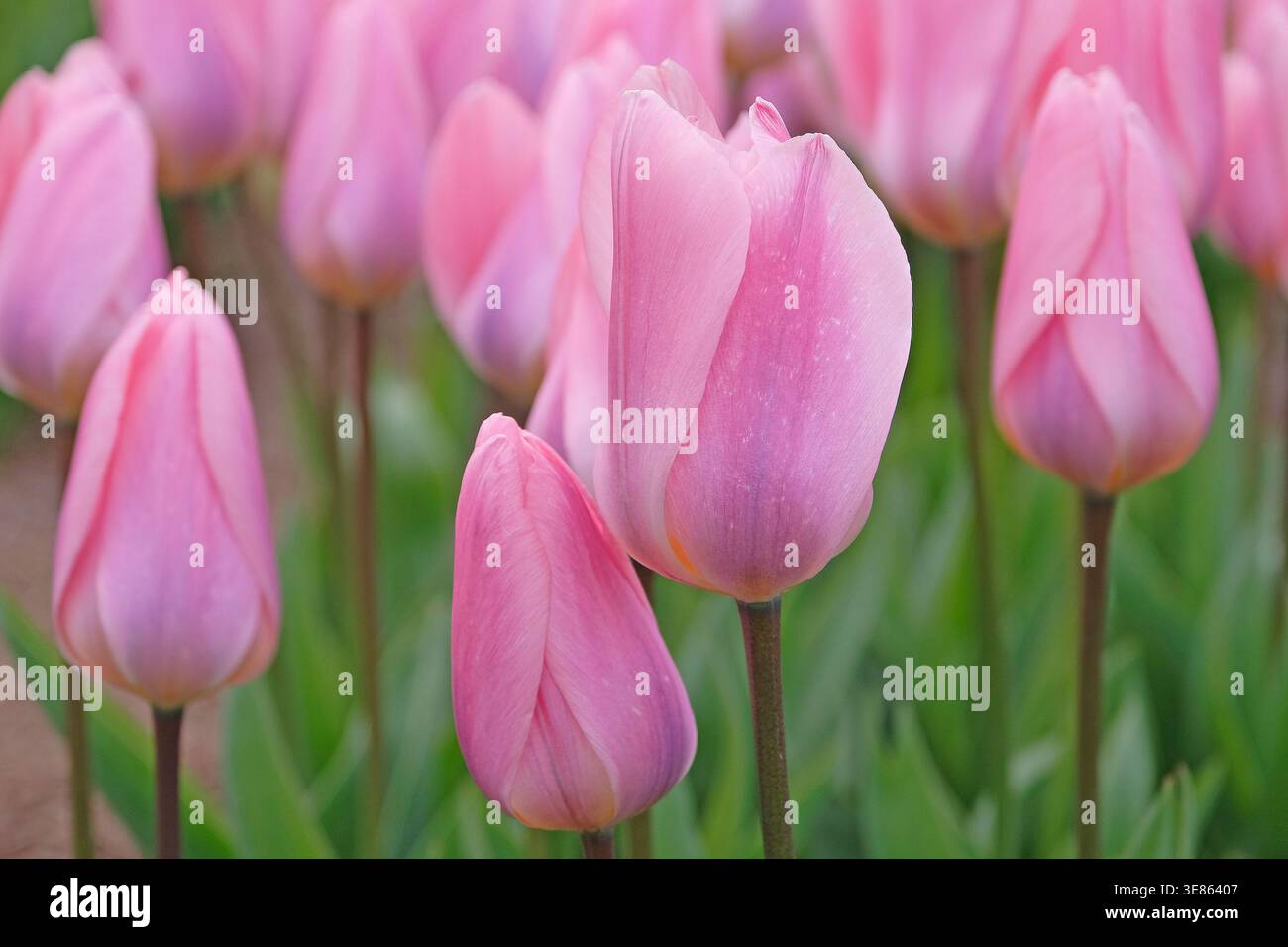 tulipa viola lilla, tulipani «leggeri e sognanti» in fiore. Foto Stock