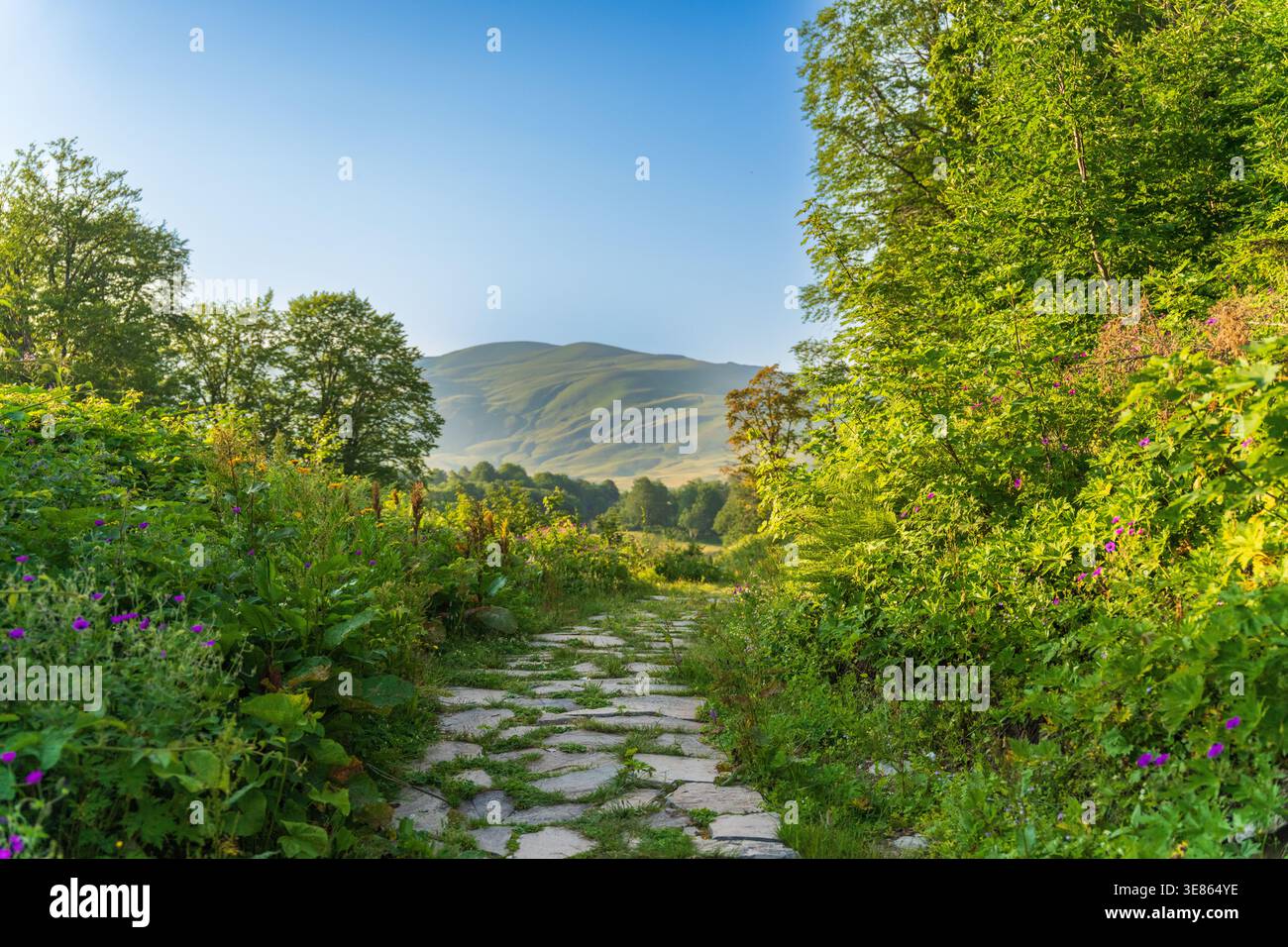 La luce del sole filtra tra tra gli alberi della foresta Foto Stock