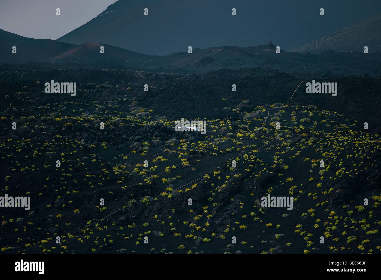 Auto bianca che guida attraverso un campo di lava vulcanica scuro punteggiato di fiori selvatici gialli luminosi sotto una luce soffusa, mostrando terreno accidentato su la Palma Foto Stock