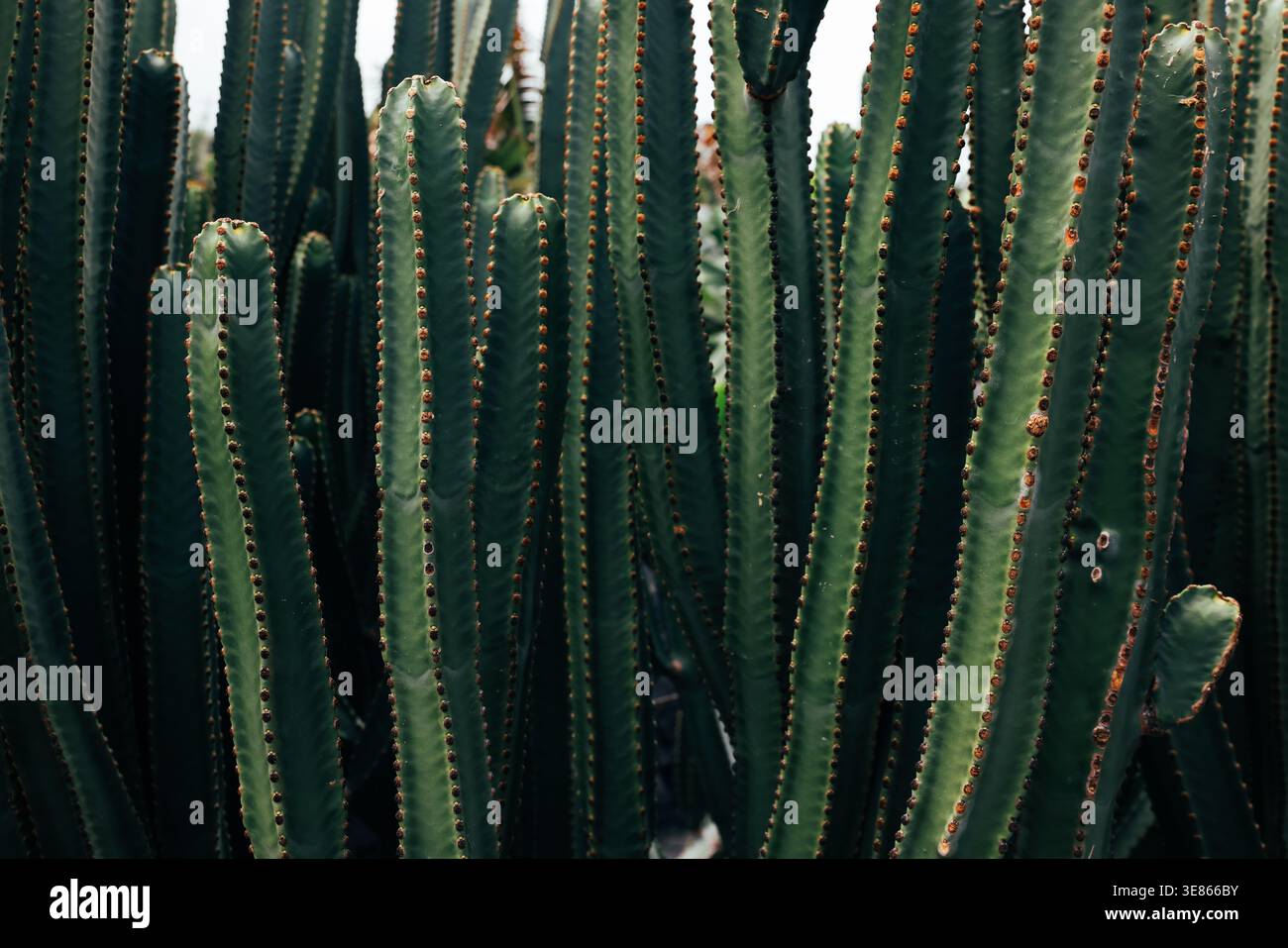 Primo piano di alti gambi di cactus che creano un fitto motivo verde in luce naturale, catturato sull'isola di la Palma nelle Isole Canarie, in Spagna, con un ricco tocco di tex Foto Stock