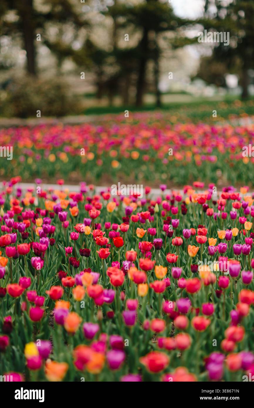 Vivaci file di tulipani rosa, rossi, arancioni e viola fioriscono in un giardino paesaggistico del parco, catturati con una bassa profondità di campo e alberi bokeh da sogno. Foto Stock