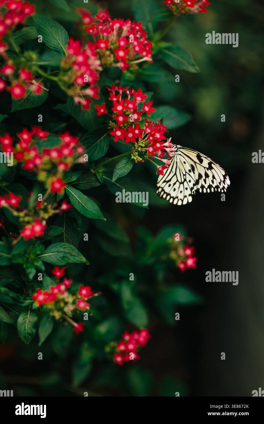 Primo piano di una farfalla bianca e nera che poggia su vivaci gruppi di fiori rossi, circondati da lussureggianti foglie verdi, con morbido sfondo bokeh e naturale Foto Stock