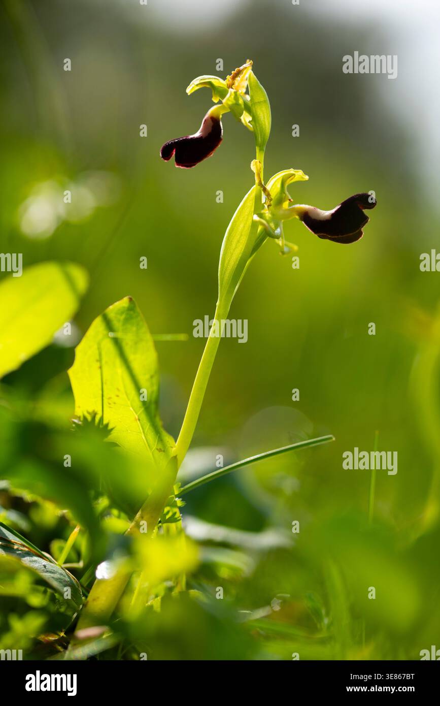 Primo piano di un'orchidea selvatica con petali scuri e foglie verdi fresche, che crescono in un prato illuminato dal sole. Morbido sfondo bokeh e luce naturale per un'illuminazione intensa Foto Stock