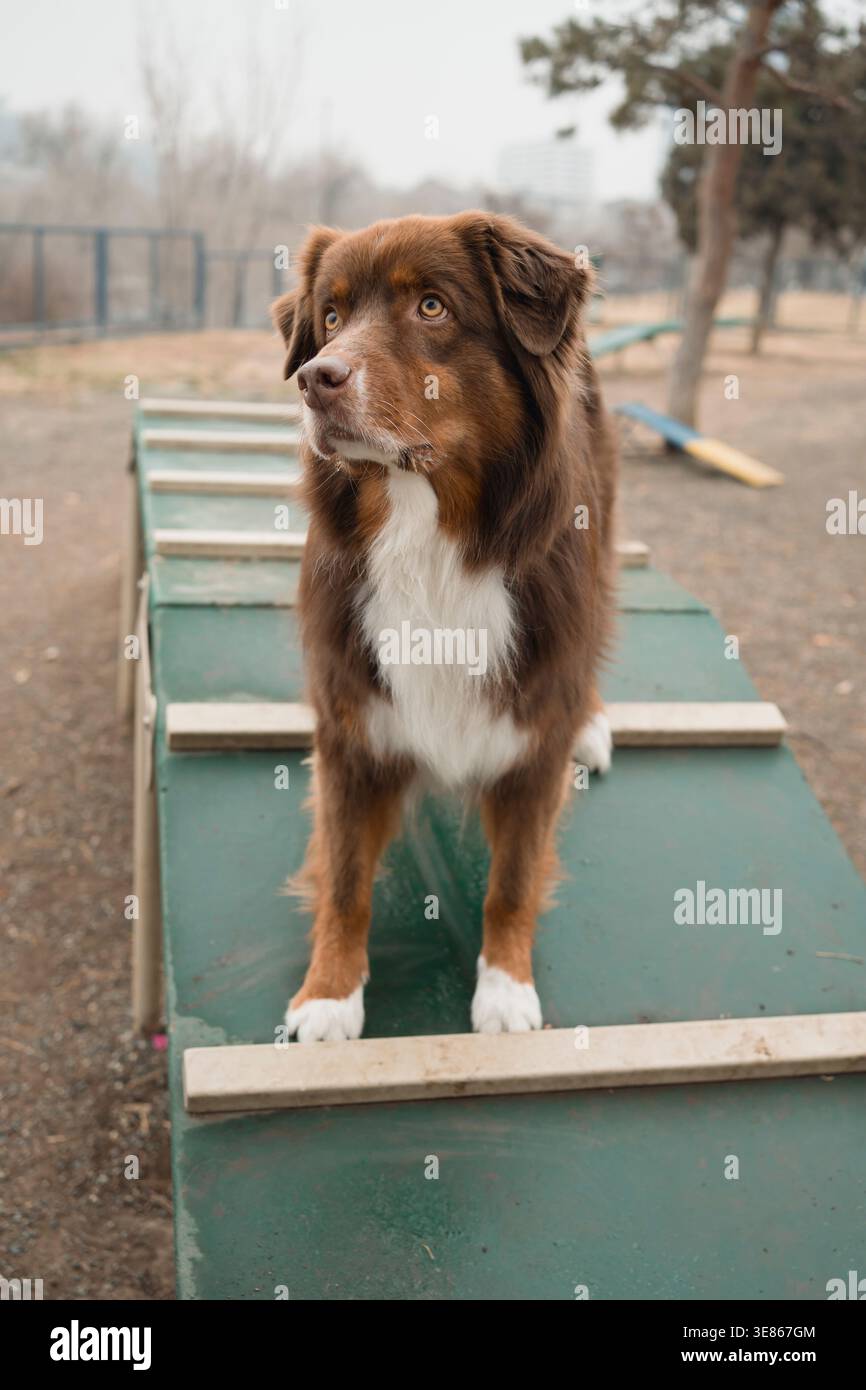 Il pastore australiano marrone e bianco è in allerta su una rampa di agilità in un corso di allenamento per cani all'aperto, circondato da terreno bagnato, aria nebbiosa e luce Foto Stock