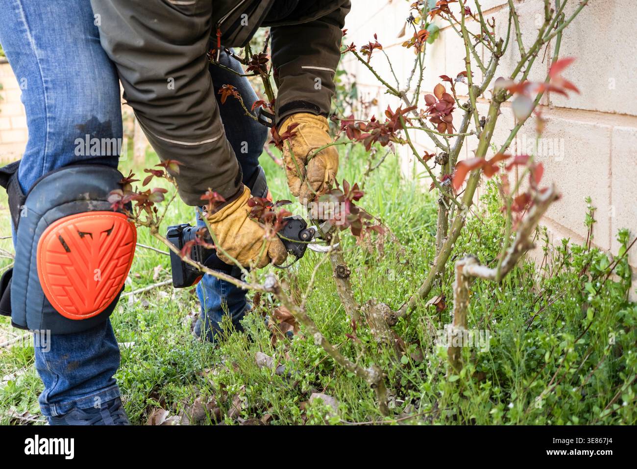 Primo piano di un uomo che lavora in giardino, potare un cespuglio di rose con cesoie a mano indossando guanti protettivi e ginocchiere, mantenendo le piante in un backy Foto Stock