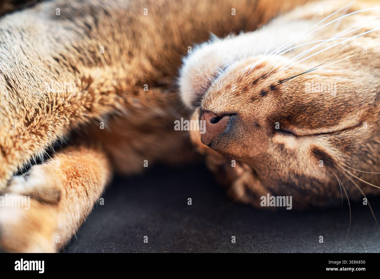 Primo piano di un simpatico gatto abissino che dorme tranquillamente su una superficie morbida, mostrando una calda consistenza della pelliccia e dei baffi rilassati in luce naturale, perfetto per c Foto Stock