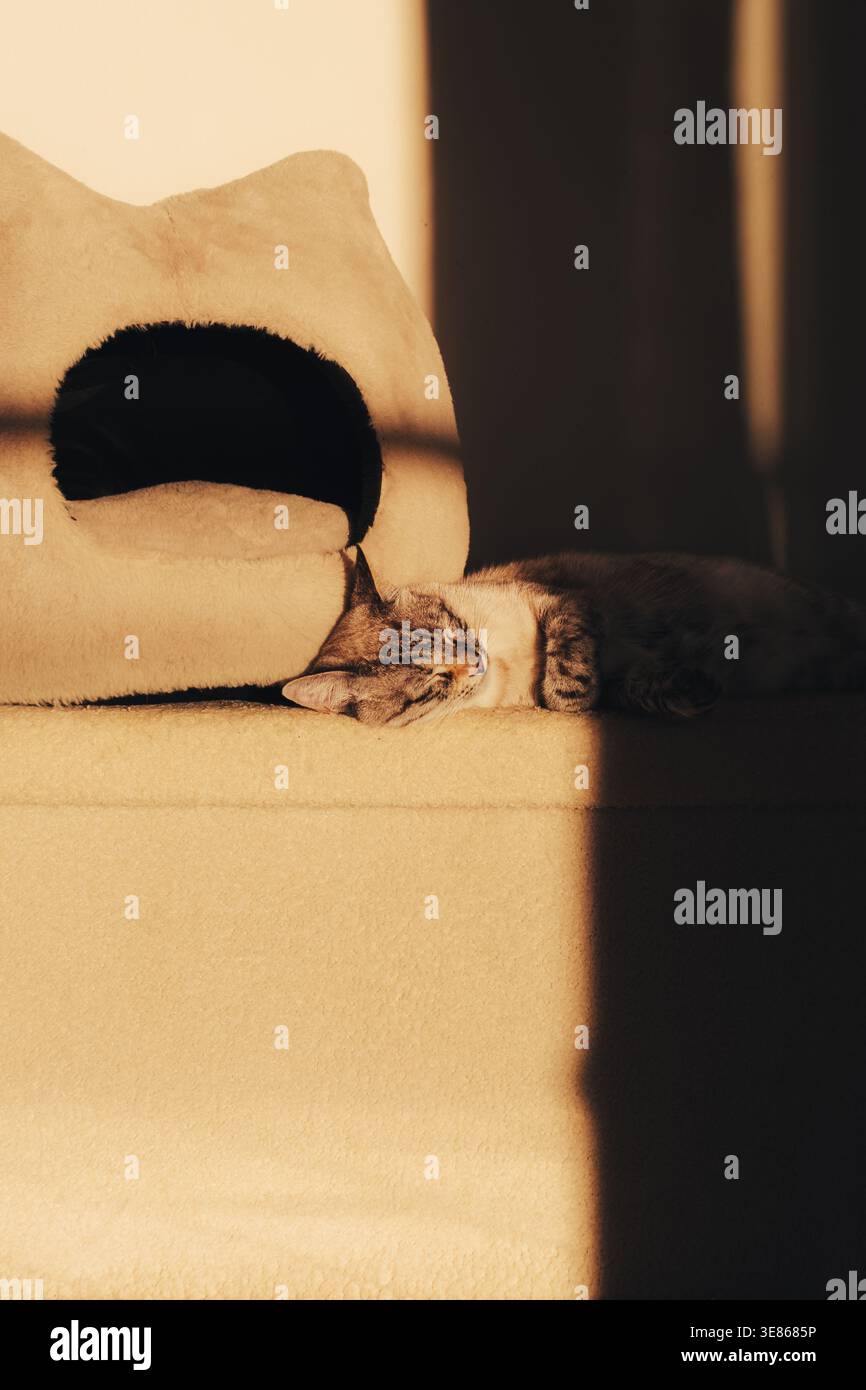 Ambiente interno accogliente di un gatto da tavola che dorme su un morbido divano vicino a un letto di gatto, immerso nella calda luce del sole e nell'ombra del pomeriggio, creando una casa tranquilla atmos Foto Stock