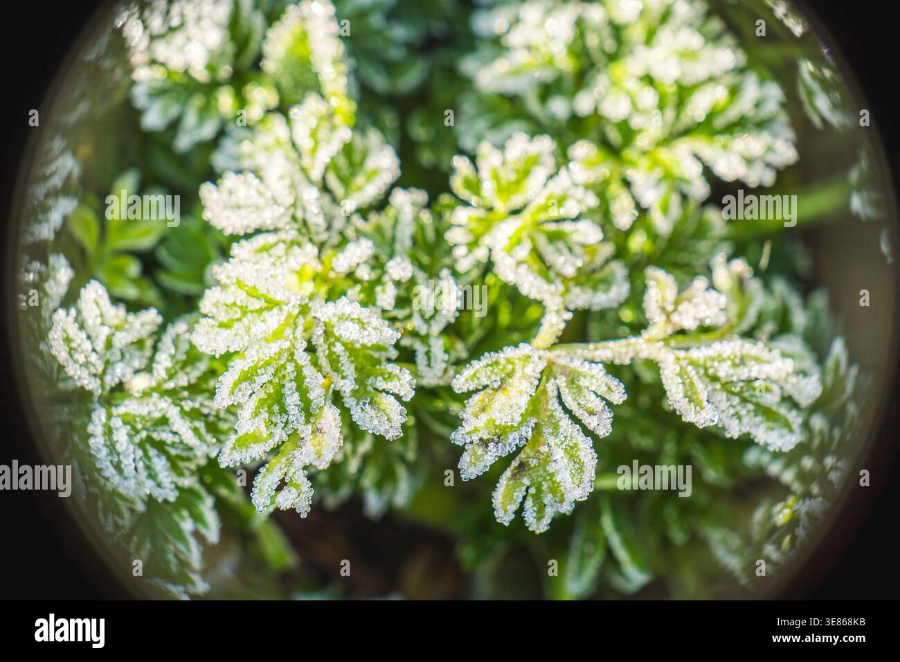 Primo piano di foglie verdi vivaci ricoperte da delicati cristalli di gelo, catturate attraverso una lente mentre la luce del sole del mattino ne migliora i motivi intricati Foto Stock