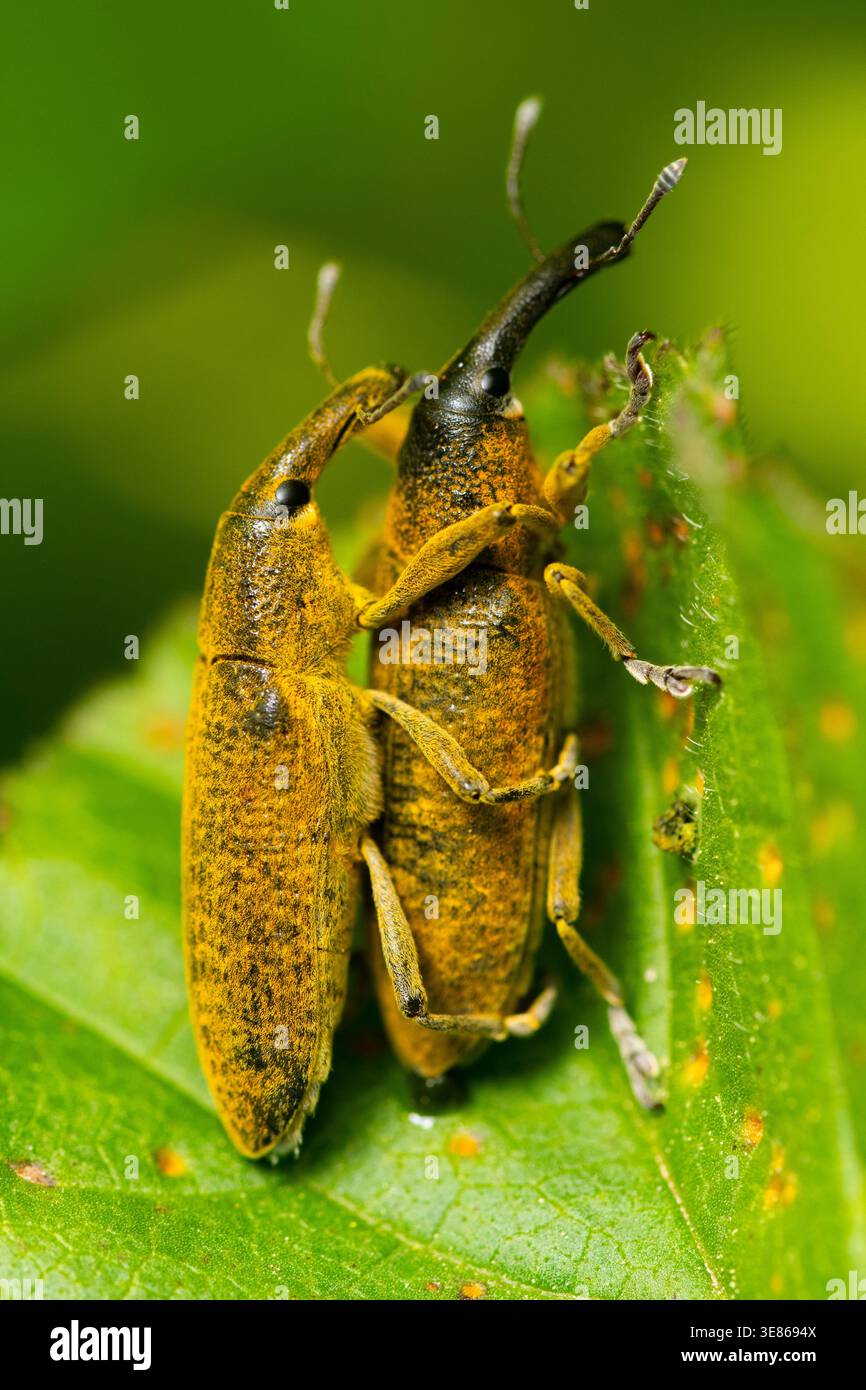 Primo piano dettagliato di due vasche di Lixus angustato arroccate su una foglia verde, che mostrano corpi gialli-marroni testurizzati e lunghe nevi contro una morbida b Foto Stock
