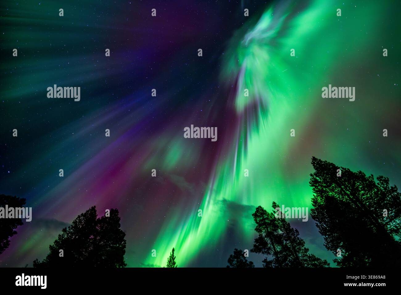 l'aurora boreale, verde e viola, si estende attraverso un cielo stellato notturno sopra le sagome di una foresta di pini scuri in Finlandia, creando una spettacolare terra invernale Foto Stock