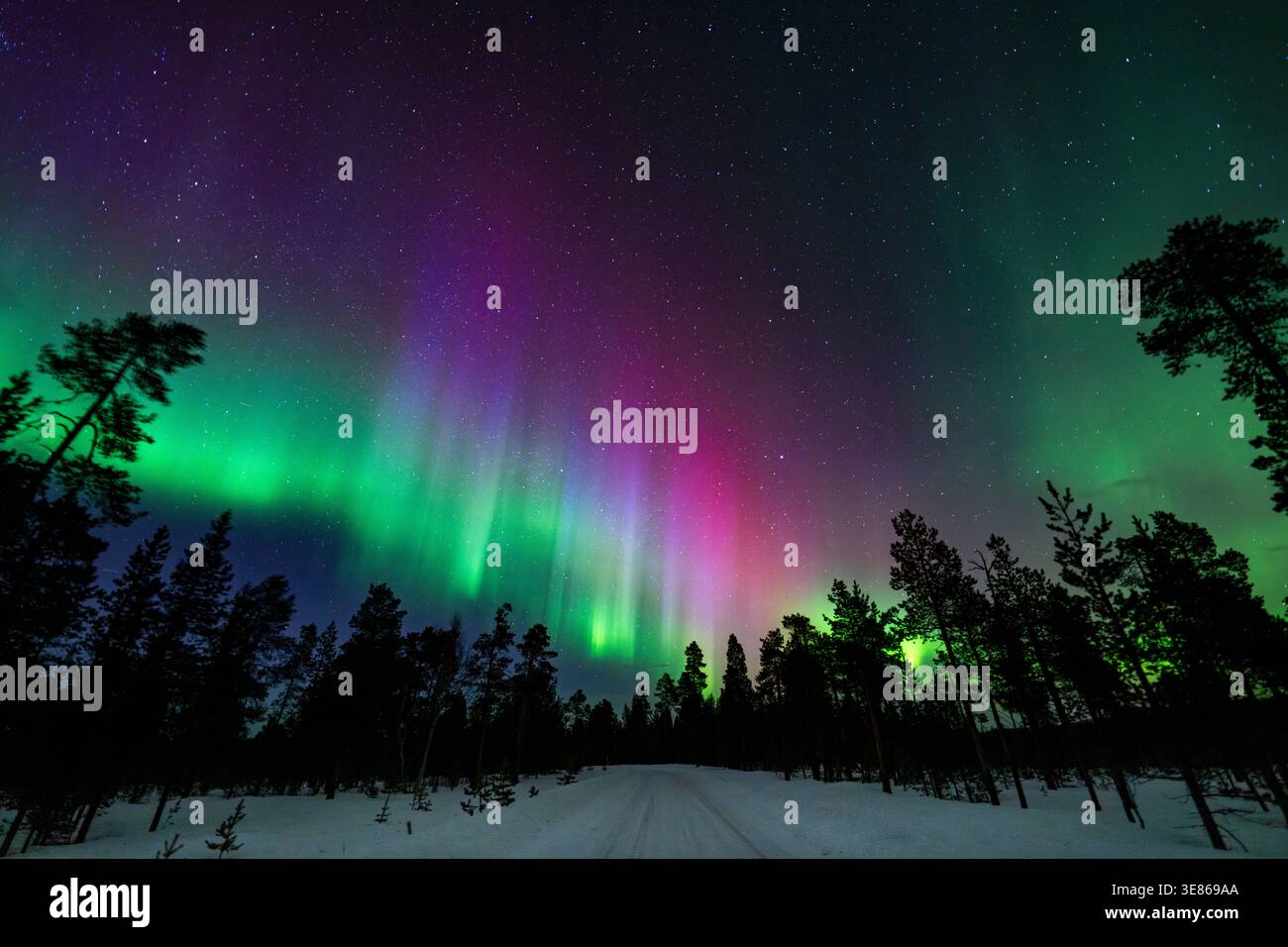 La vibrante aurora boreale verde e viola si illumina sopra una strada forestale innevata in Finlandia, con sagome di pino scuro e un cielo stellato chiaro. Foto Stock