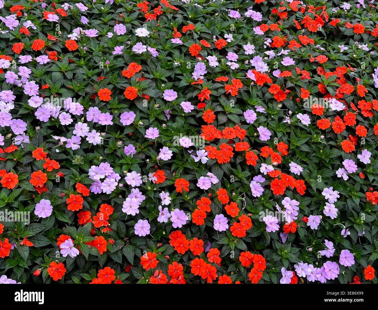 I vivaci fiori di impatiens nelle tonalità del rosso e della lavanda fioriscono abbondantemente Foto Stock
