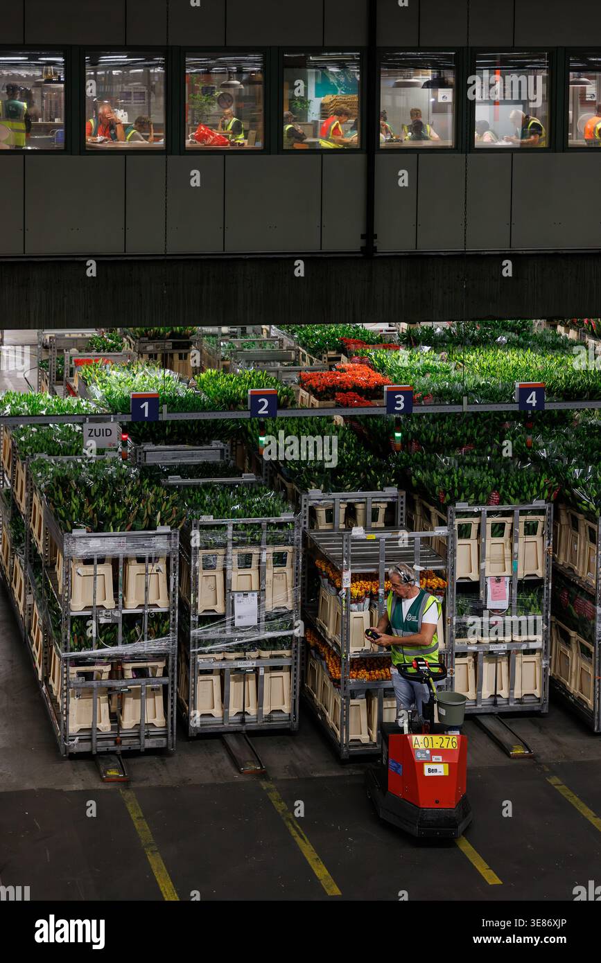 Logistica floreale all'asta Aalsmeer FloraHolland, carrelli con fiori freschi in magazzino Foto Stock
