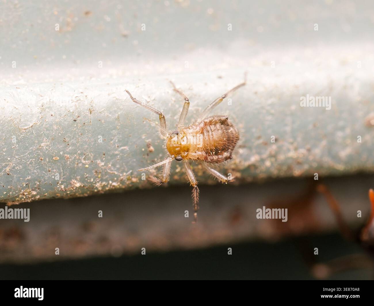 Primo piano macro di un afide (Aphidoidea) che mostra un corpo dettagliato su una superficie, tipico insetto succhiante di sap in ambiente naturale. Foto Stock