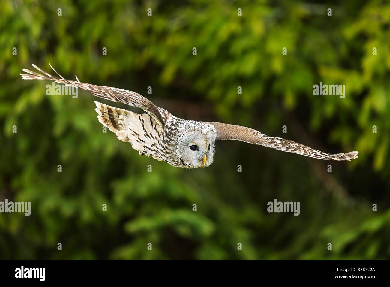 Un gufo di Urali, Strix uralensis, scivola in avanti davanti all'abete rosso verde in una luce naturale soffusa. Foto Stock
