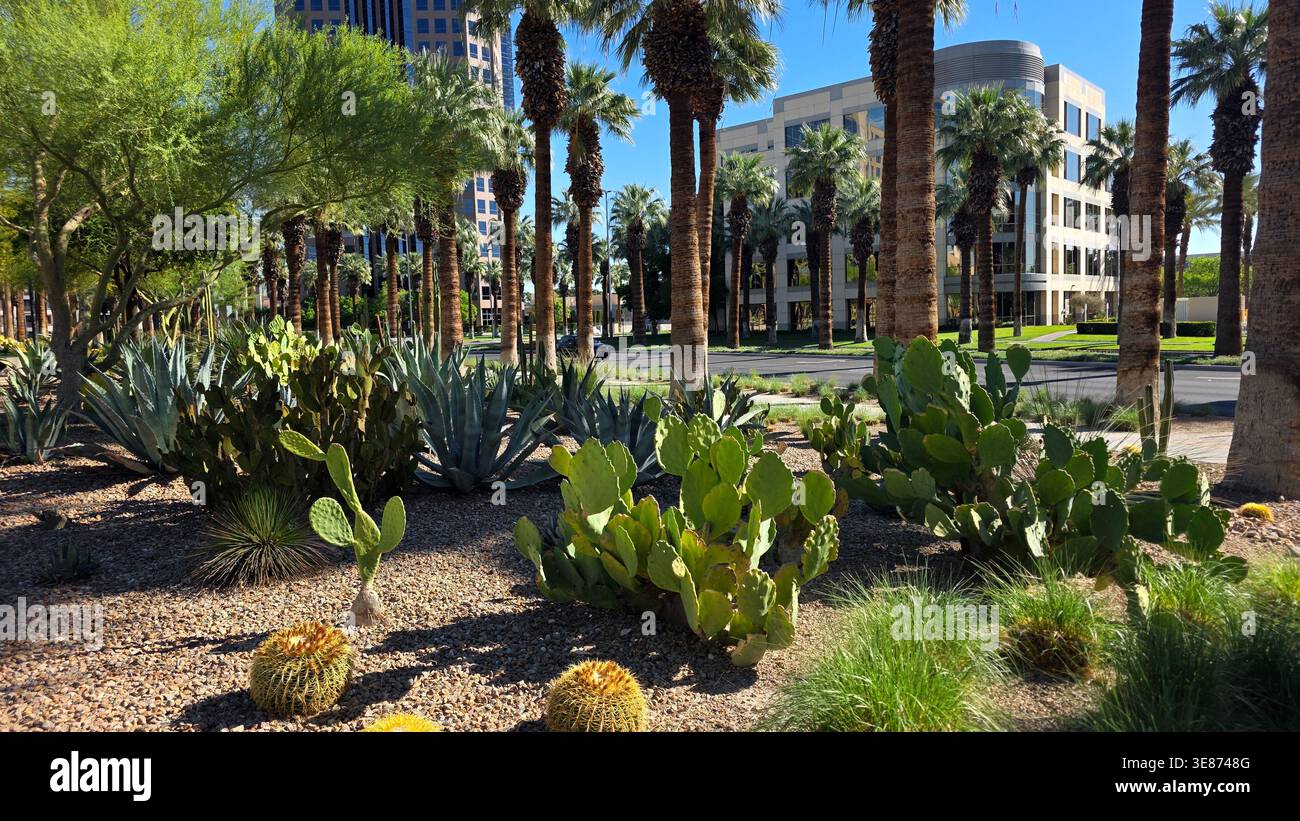 Paesaggio nel deserto con Cactus e palme. Giardino desertico urbano con cactus, agave e palme in un quartiere finanziario, che unisce modernità Foto Stock